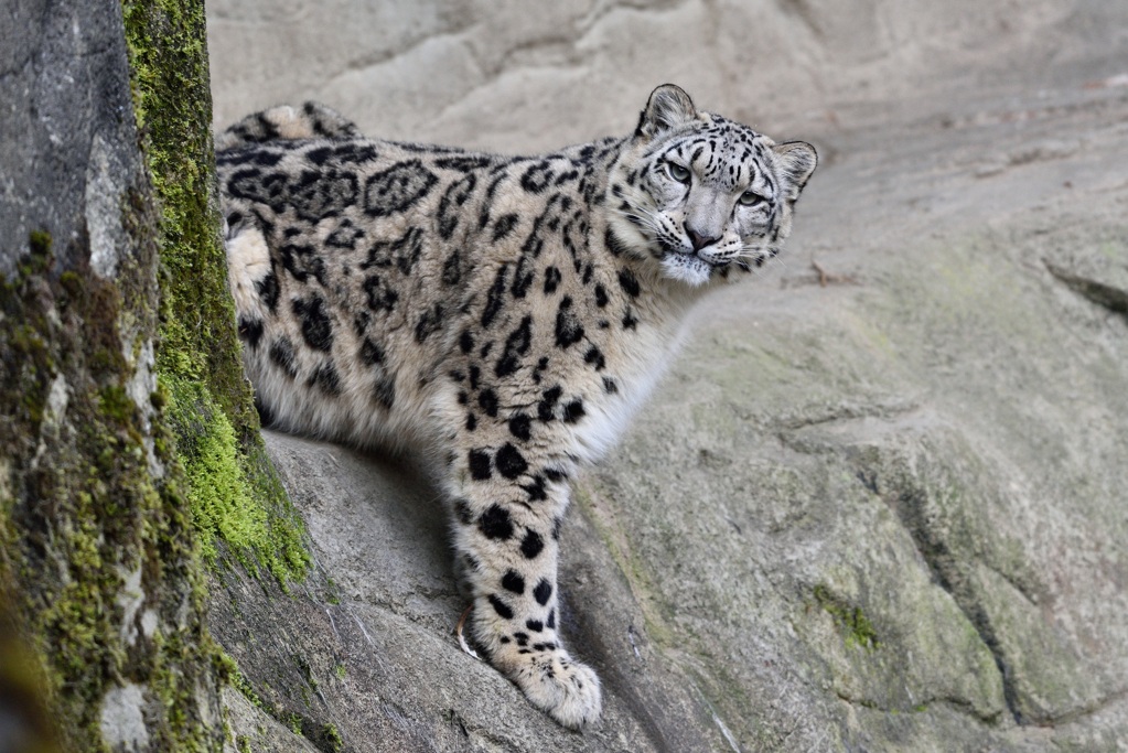 Schneeleopard 122015