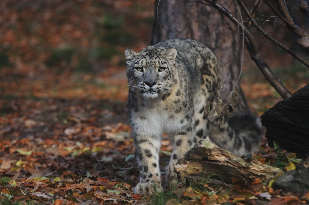 Schneeleopard
Tiergarten Nürnberg