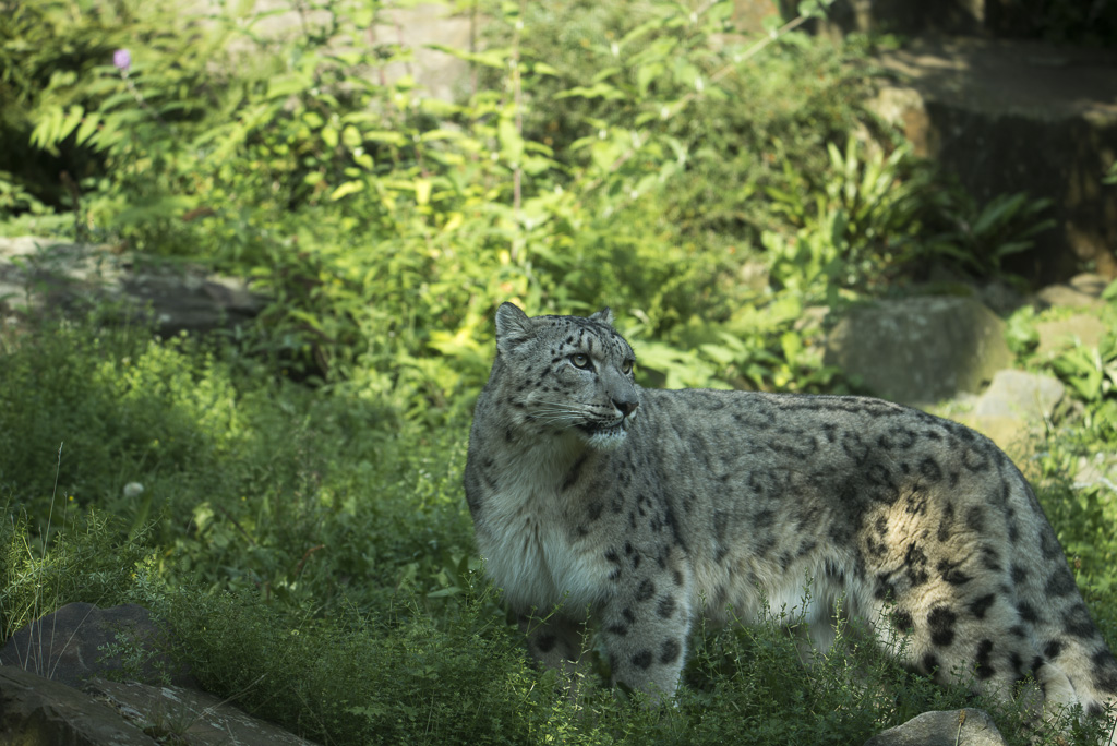 Schneeleopard Zoo Köln (1)