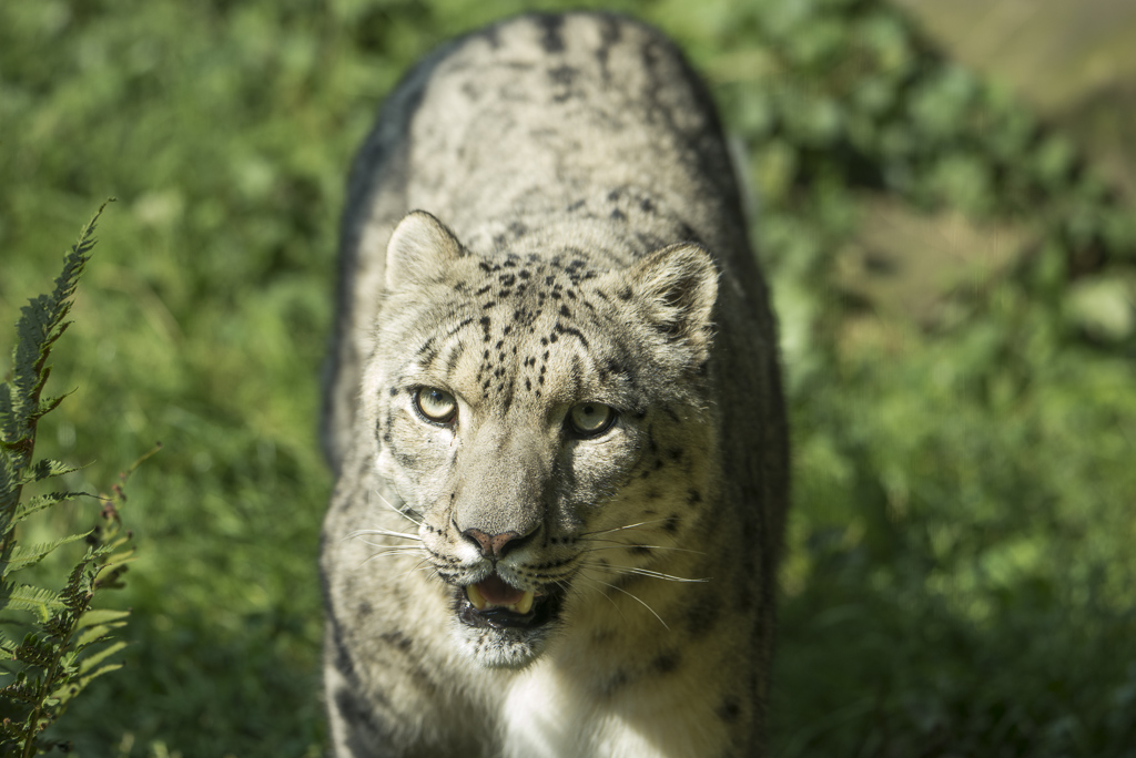 Schneeleopard Zoo Köln (4)
