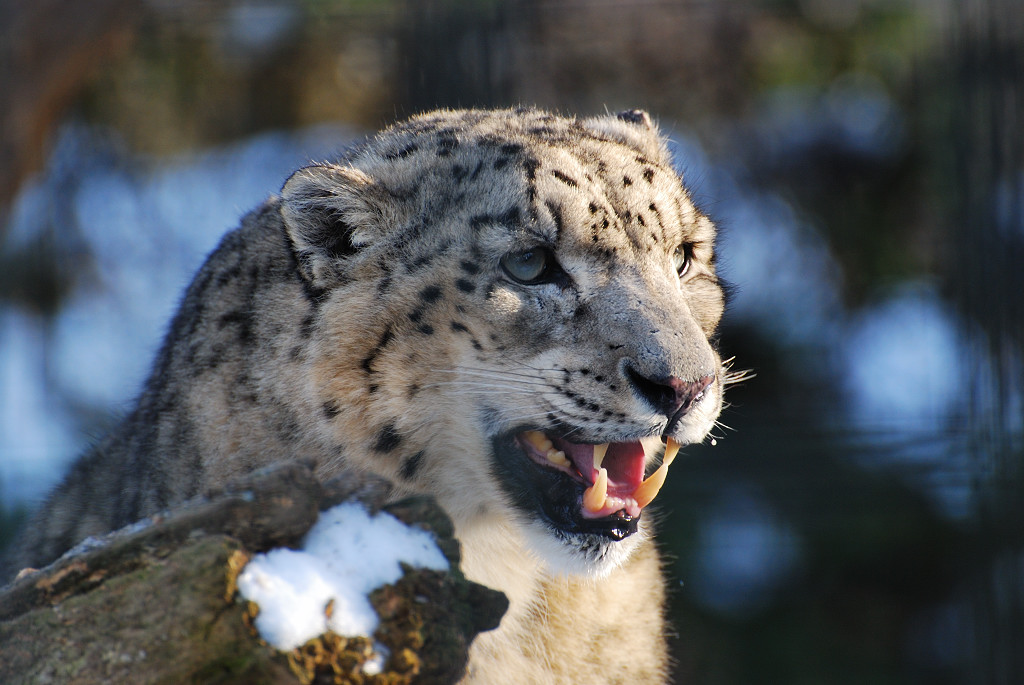 Schneeleopard 
(Zoo Krefeld)