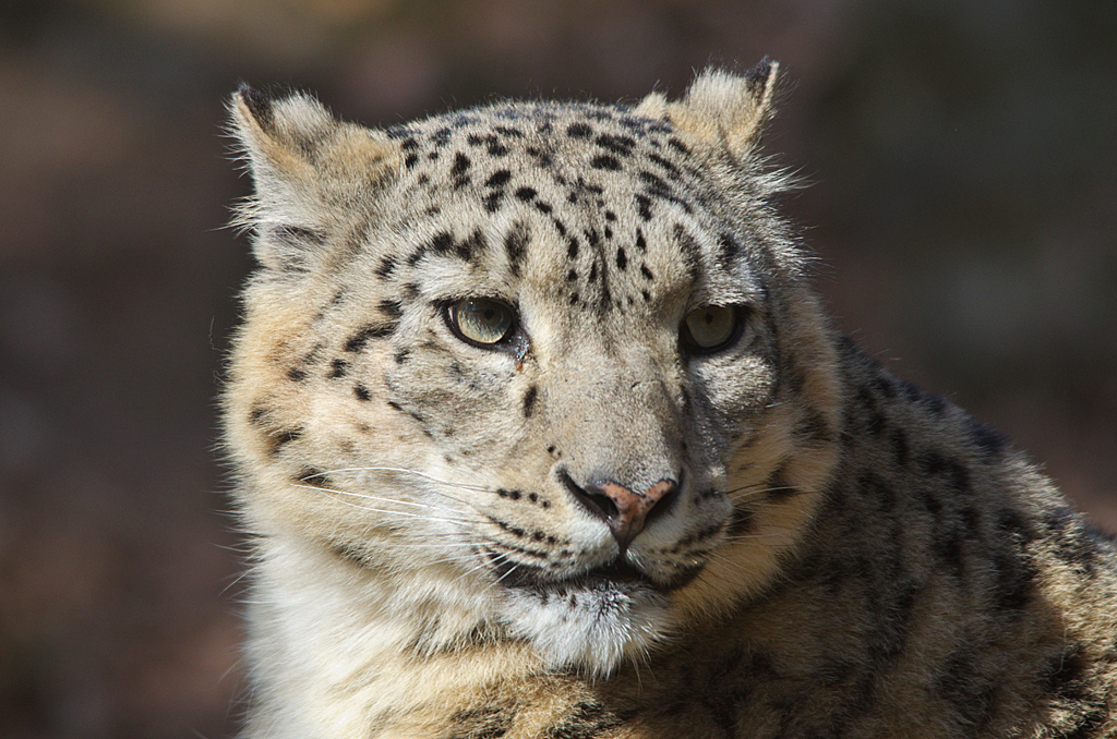 Schneeleopard