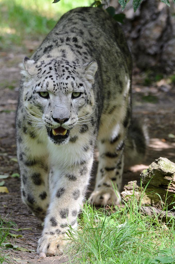 Schneeleopard