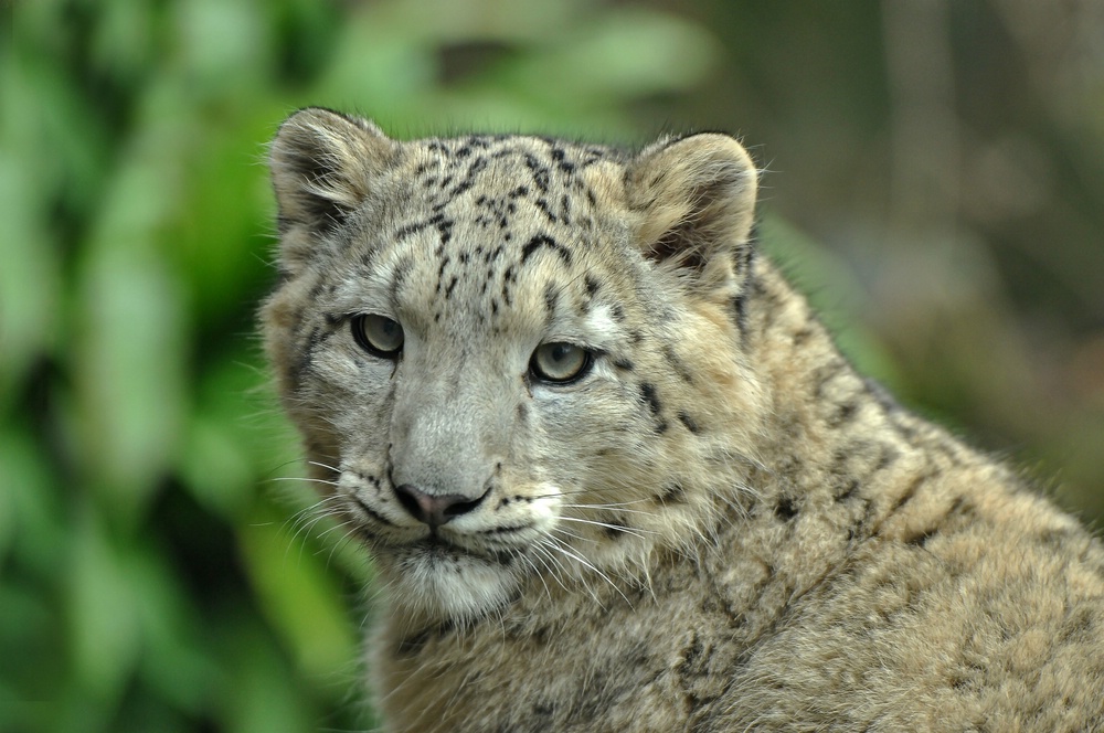 Schneeleopard