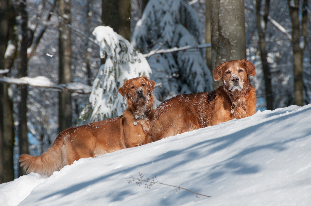 Schneemänner