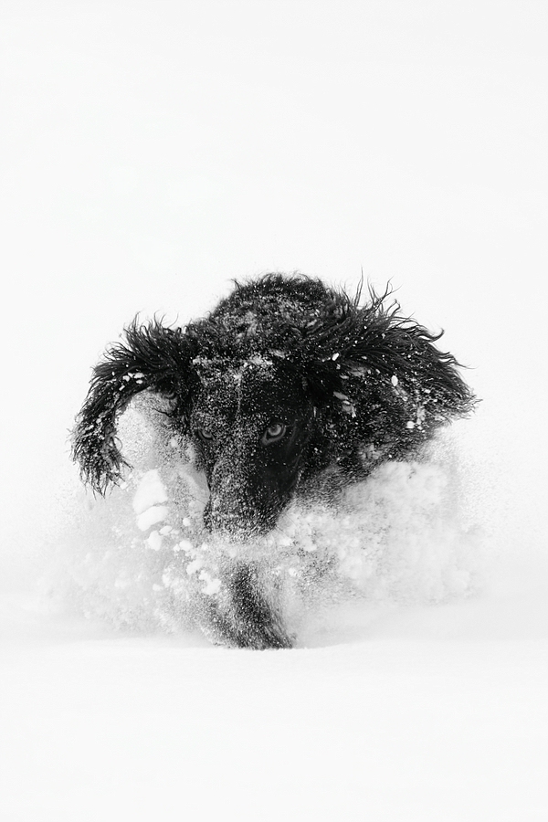 Schneemonster