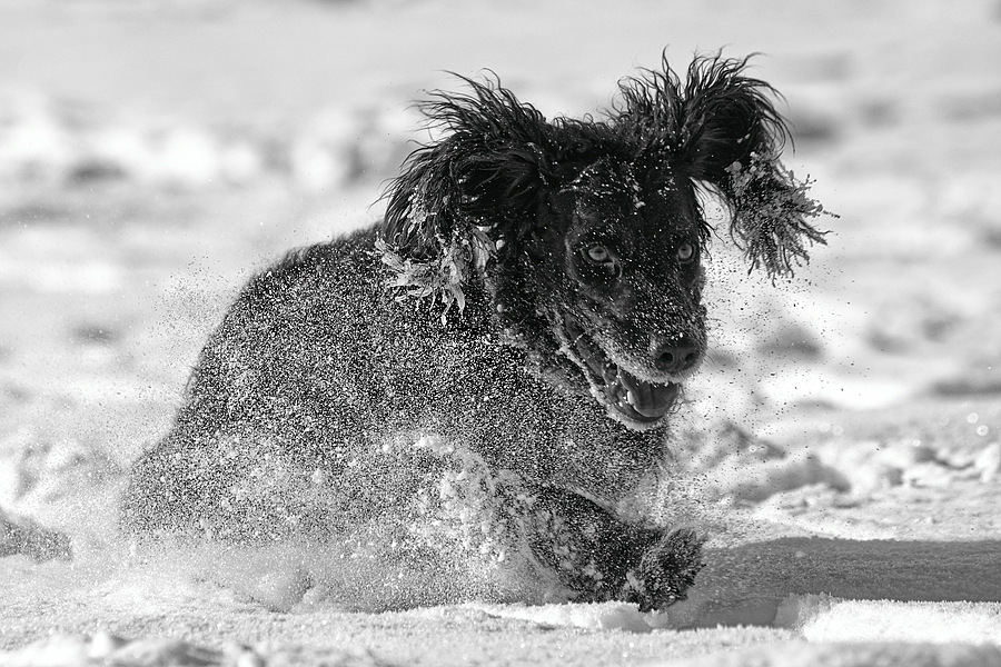 Schneemonster