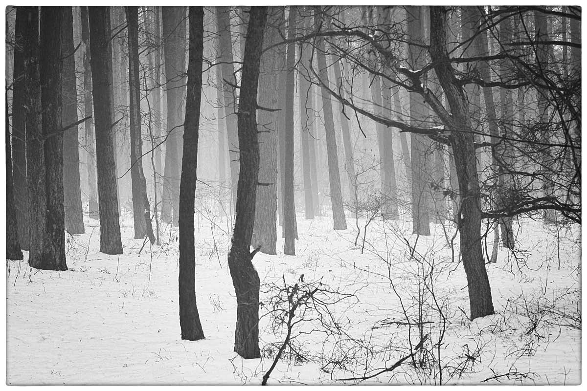 Schneenebel_BW.jpg