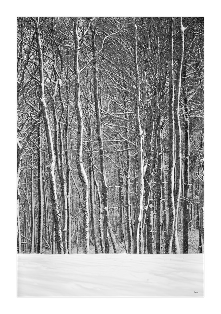 SchneePZ1 4313