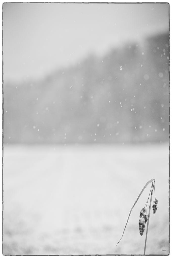 SchneePZ1 4821