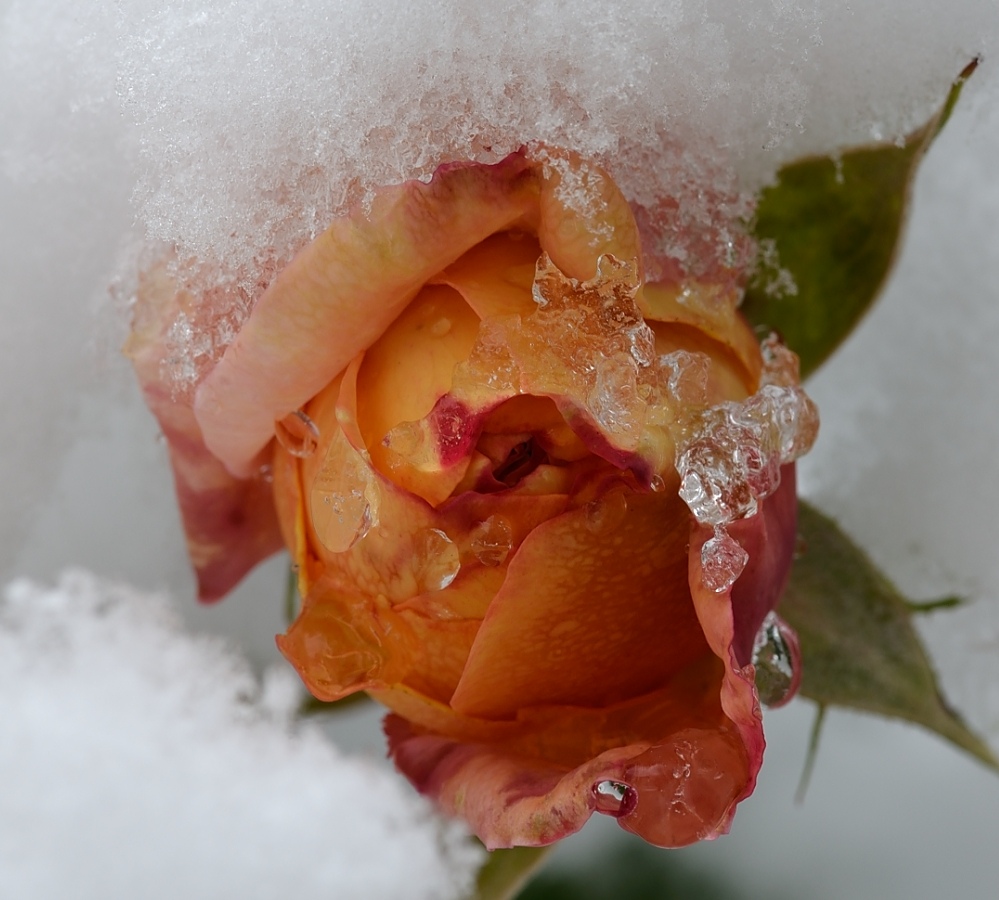 Schneerose