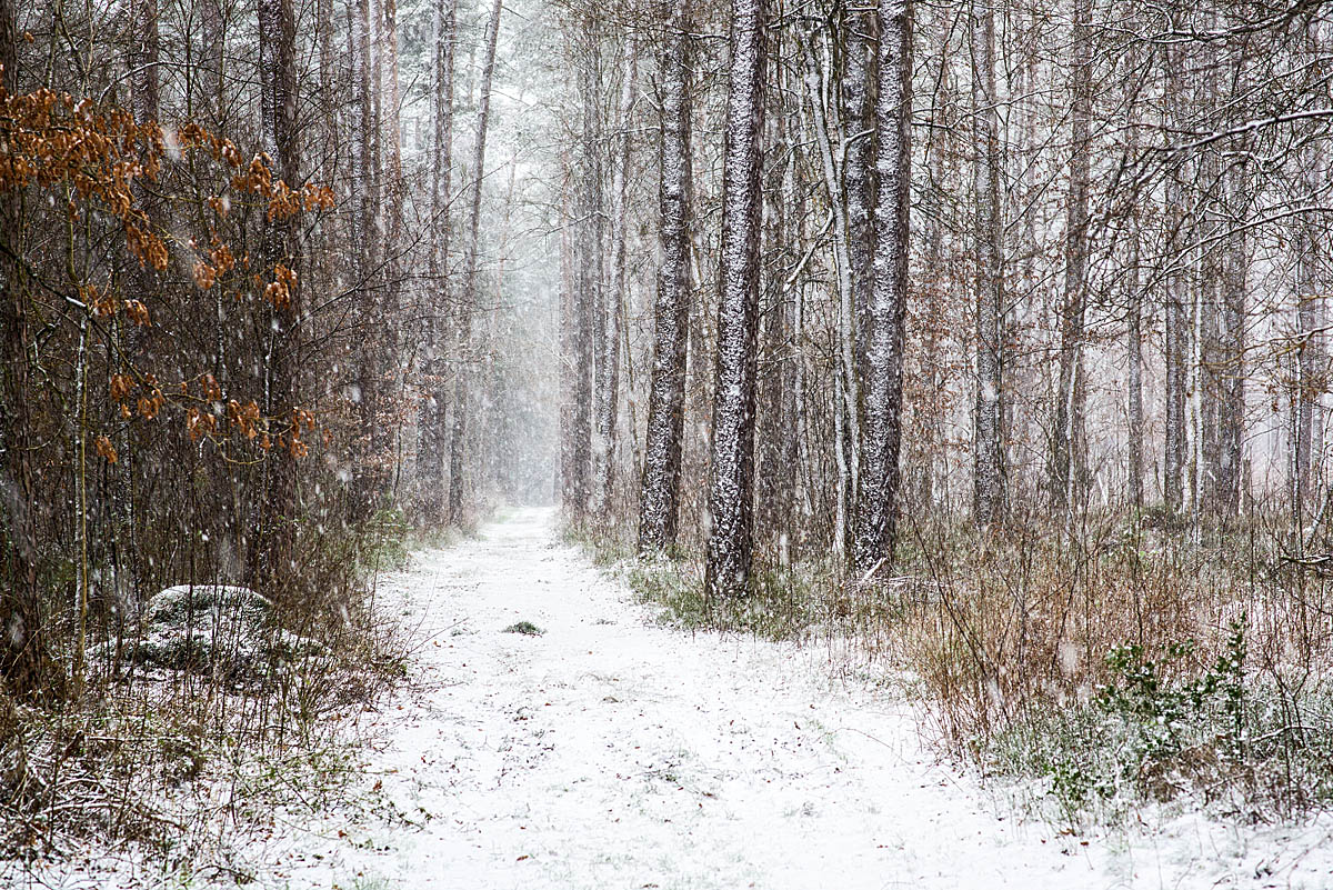 Schneewald