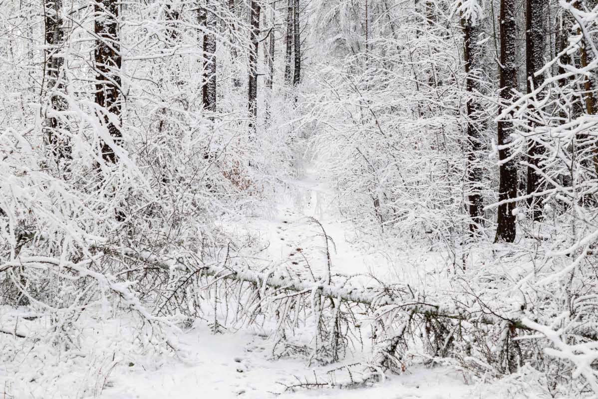 Schneeweg.jpg