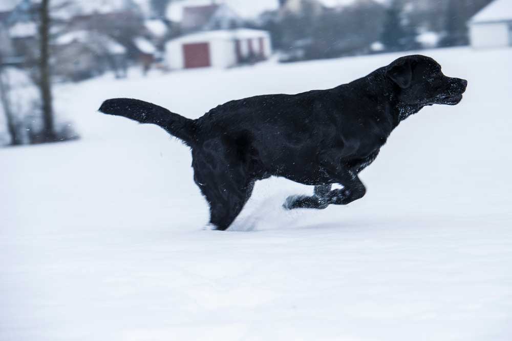 Schneller Winterhund