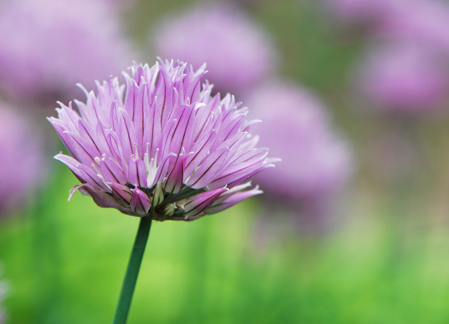 Schnittlauchblüte 110527 9 250kb