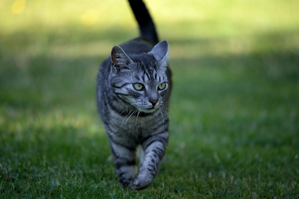 Schnuffi