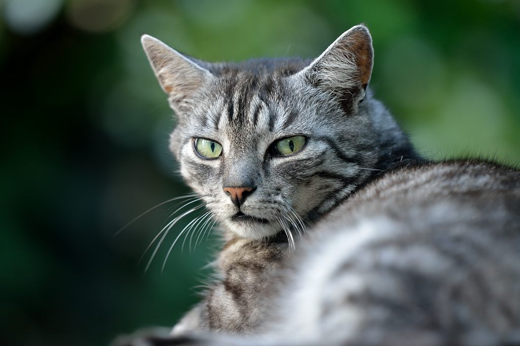 Schnuffi