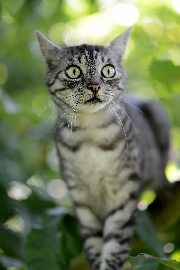 Schnuffi
