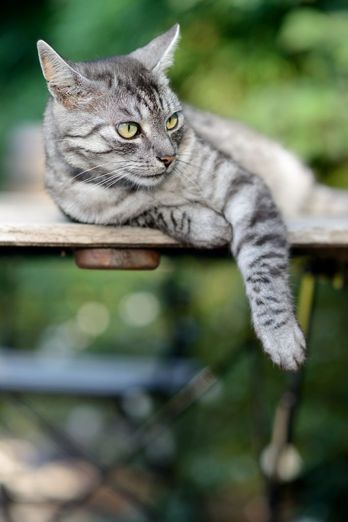 Schnuffi