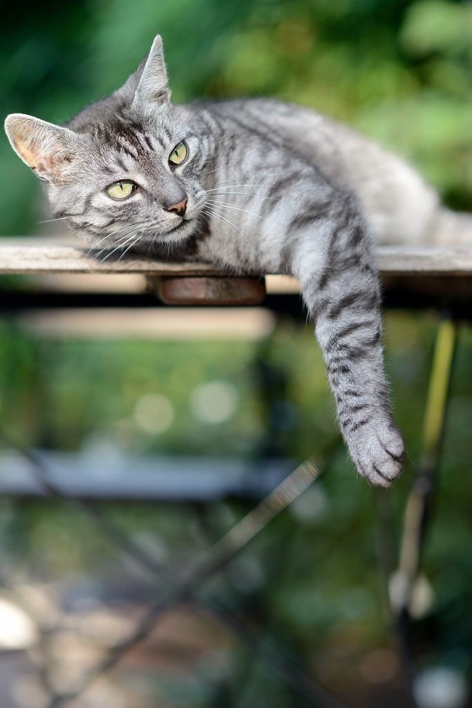 Schnuffi
