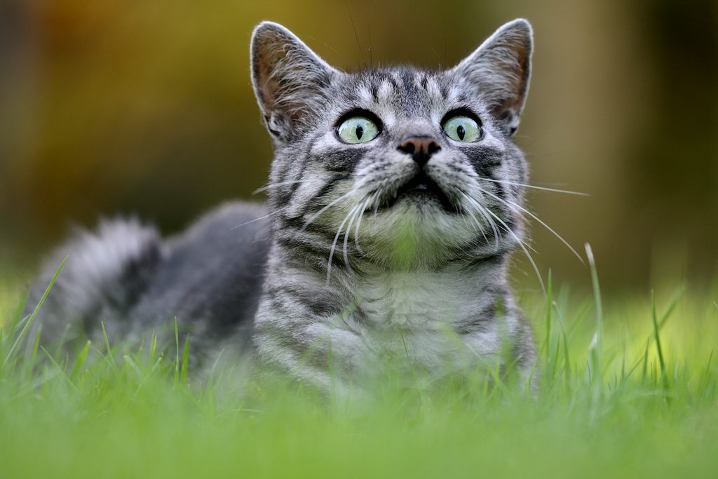 Schnuffi