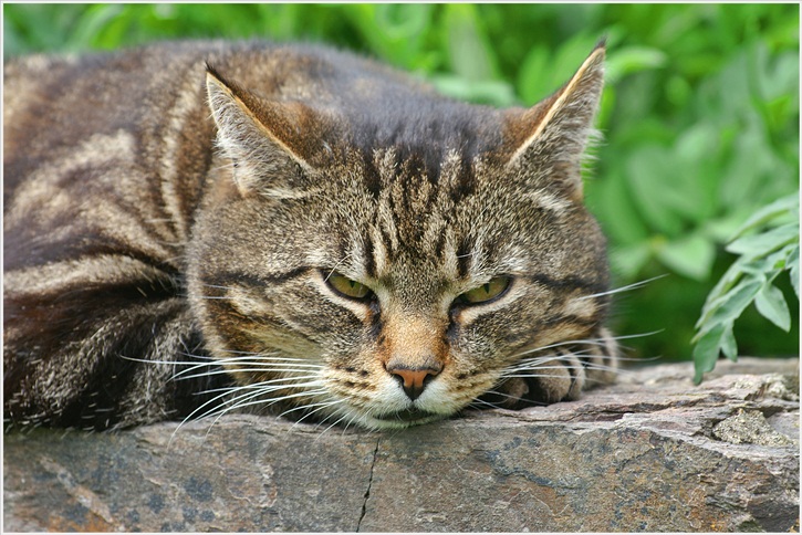 Schnurr ....