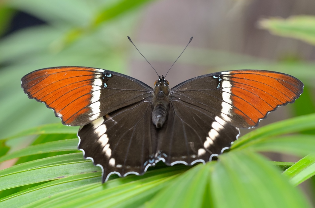 Schokoladenfalter 082014