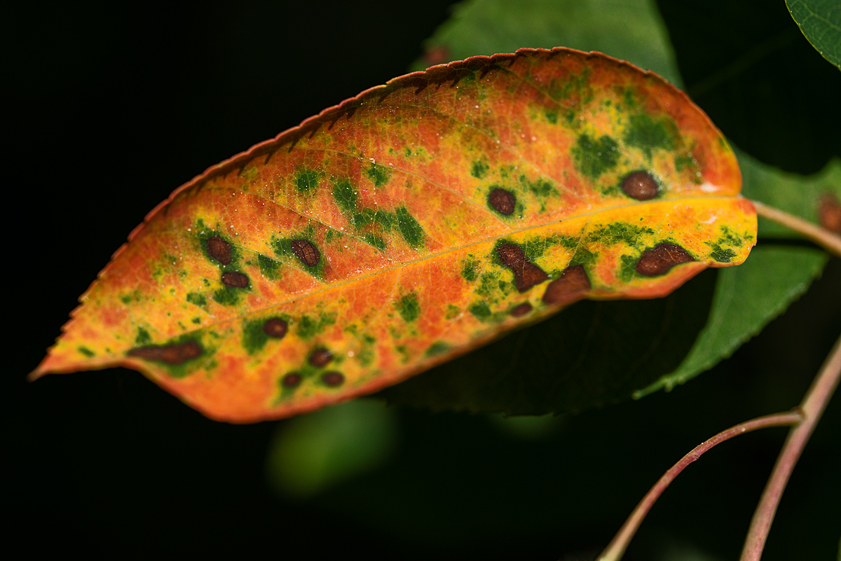 Schon Herbst.jpg