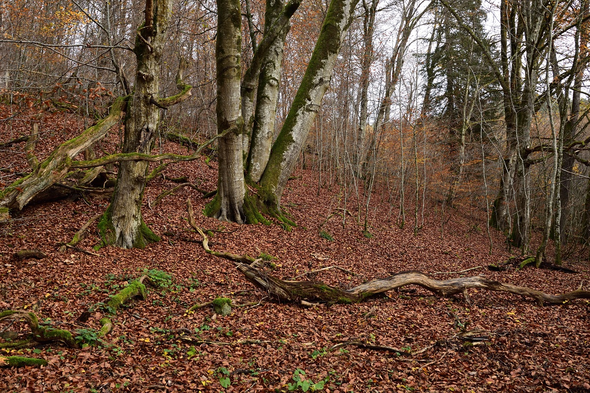Schonwald Diebsteig-2019_24376 (1).jpg
