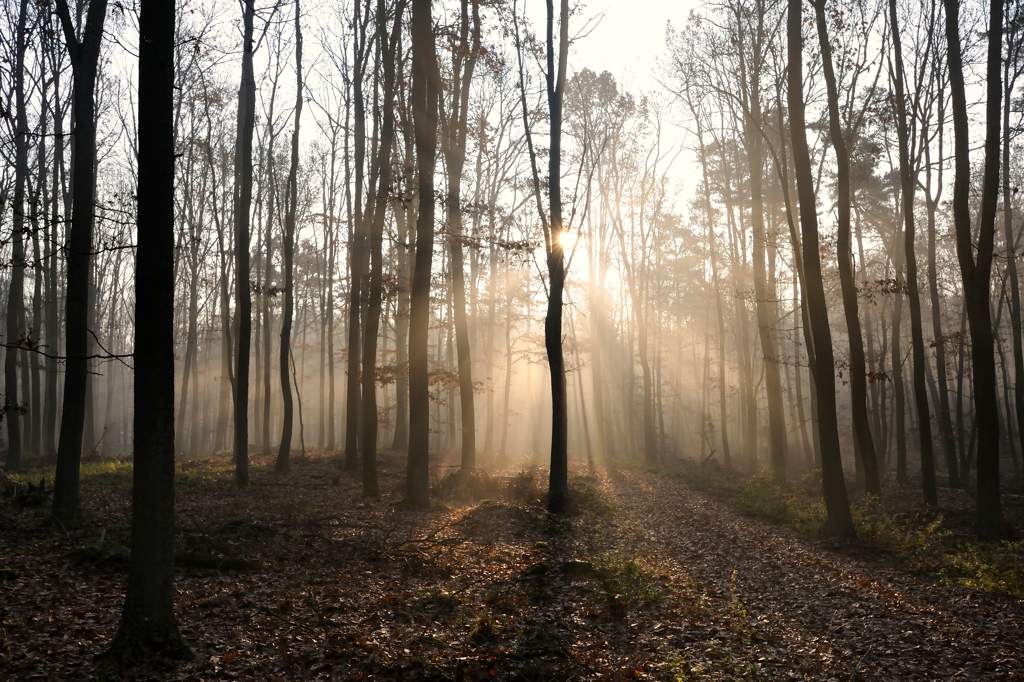 Schorfheide