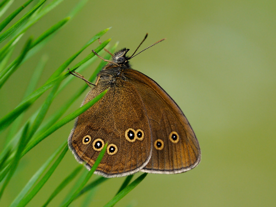 Schornsteinfeger (brauner Waldvogel)