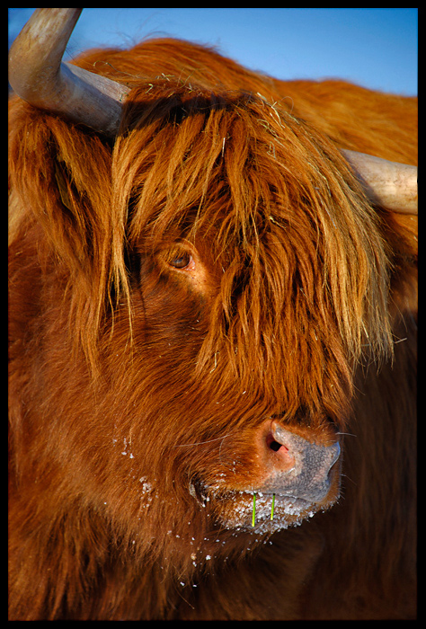 Schottisches Rind auf einer Wiese an einem kleinen See unterhalb von Amöneburg. Heißt irgendwas mit "Laache". Nikkor 18-135 bei 125mm / F 5,6 / 1/350s
