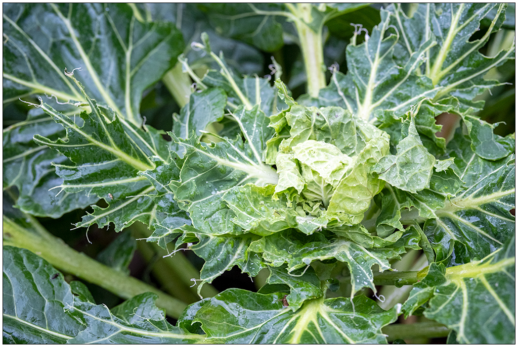 Schrebergarten im November – Angefressener Kohl im Hochbeet