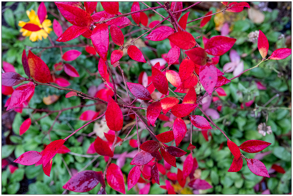 Schrebergarten im November – Rot leuchtende Blätter am Blaubeerstrauch