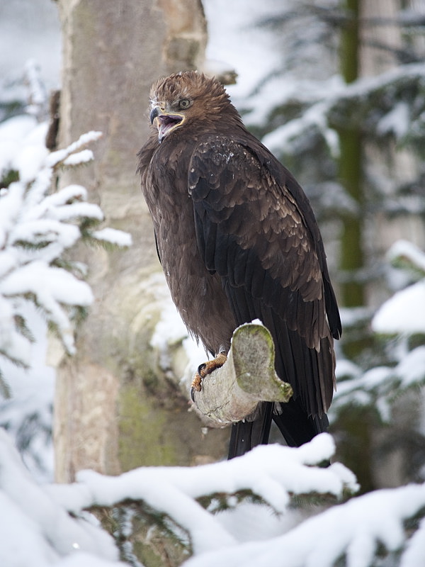 Schreiadler