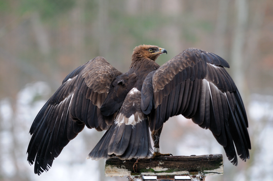 Schreiadler