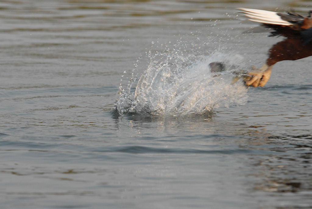 Schreiseeadler bei der Arbeit
Brennweite 260, 1/800 sek, ISO 800, F7,1
Aufgenommen freihand vom Boot mit "Dauerfeuer"
