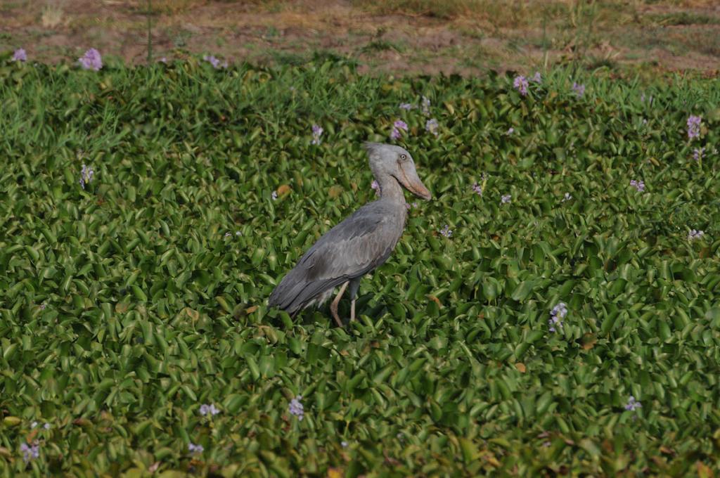 Schuhschnabelstorch
Murchison Falls
Beispielbild für 200-400 Thread
2910