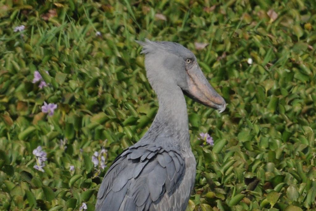 Schuhschnabelstorch
Murchison Falls
Beispielbild für 200-400 Thread
Fotografiert mit dem 80-400 (100% Crop)
(2930)