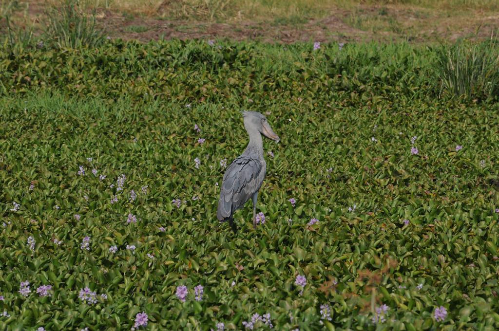 Schuhschnabelstorch
Murchison Falls
Beispielbild für 200-400 Thread
Fotografiert mit dem 80-400
2930