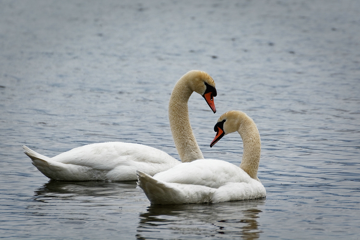 Schwäne auf dem Mälaren