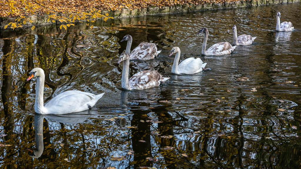 Schwäne in Reih u Glied