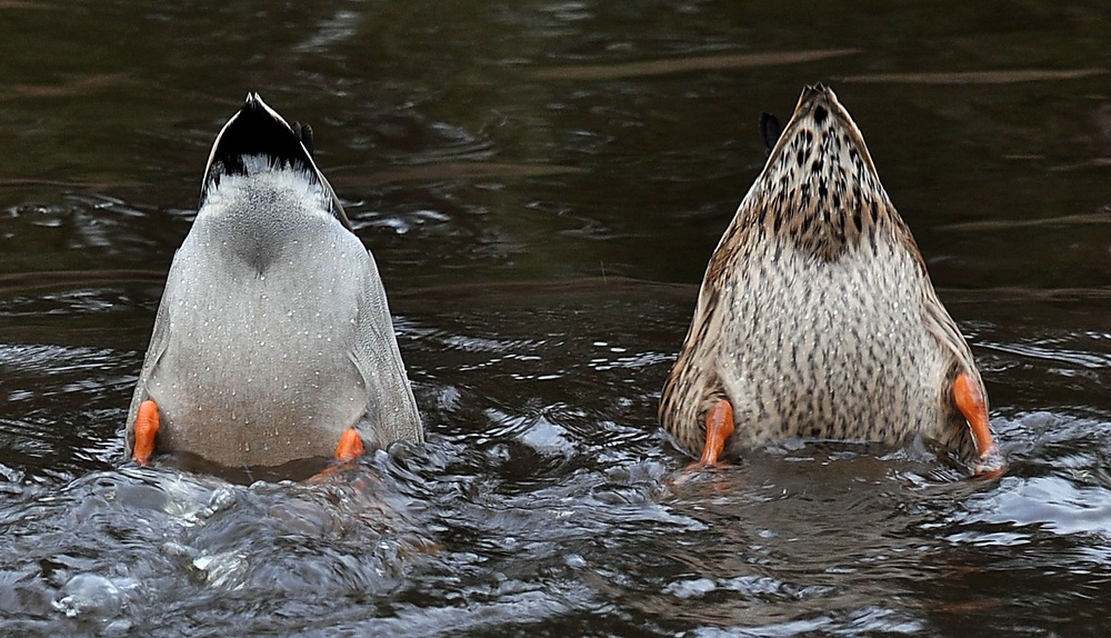 Schwänzchen in die Höh