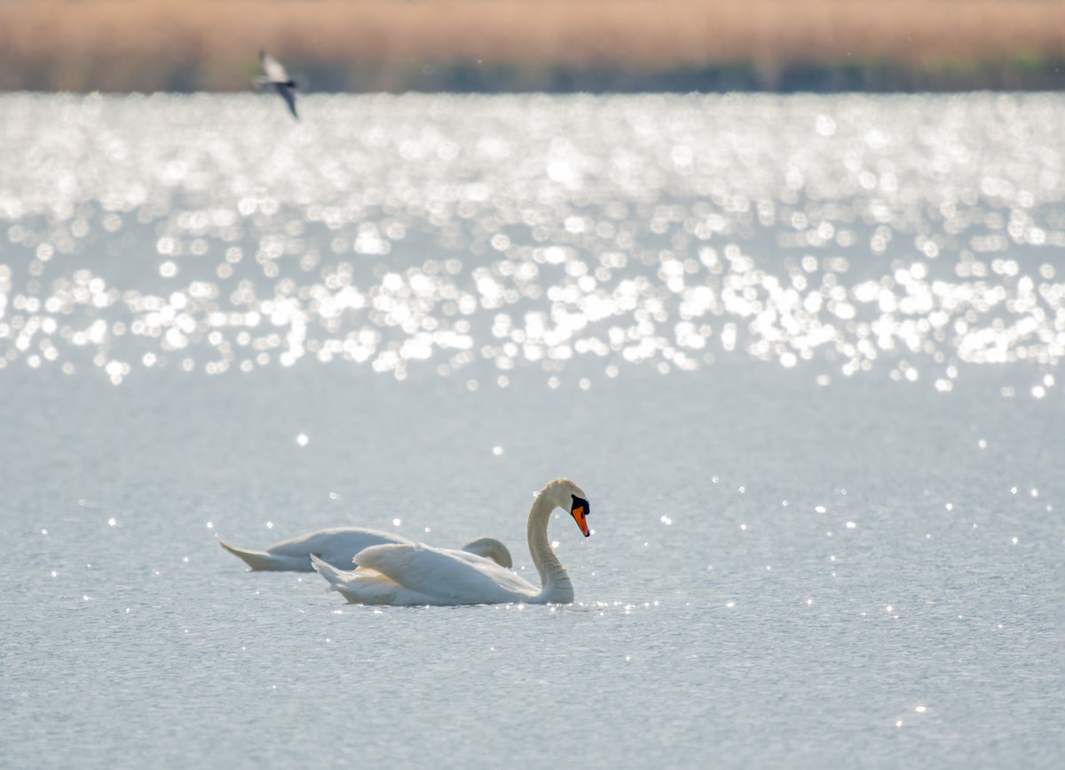 Schwäne_Im_Glitzersee.jpg