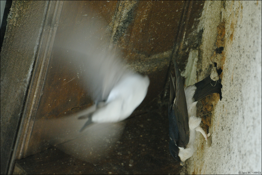 Schwalben Img0141 1