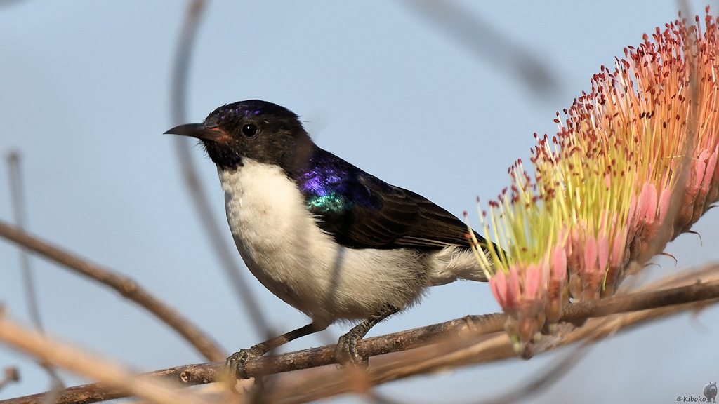 Schwalbennektarvogel (Eastern violet-backed sunbird)
Ruaha Nationalpark

s380 Ruaha Eastern Violet baked Sunbird 1958