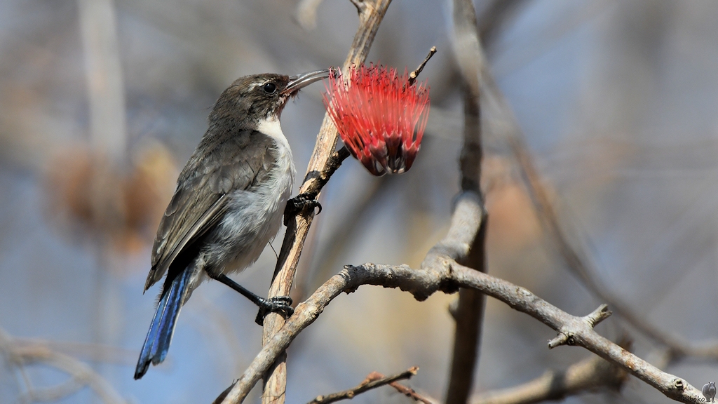 Schwalbennektarvogel, Weibchen (Eastern violet-backed Sunbird)
Ruaha Nationalpark

s335 Ruaha Eastern Violet Backed Sunbird 1004