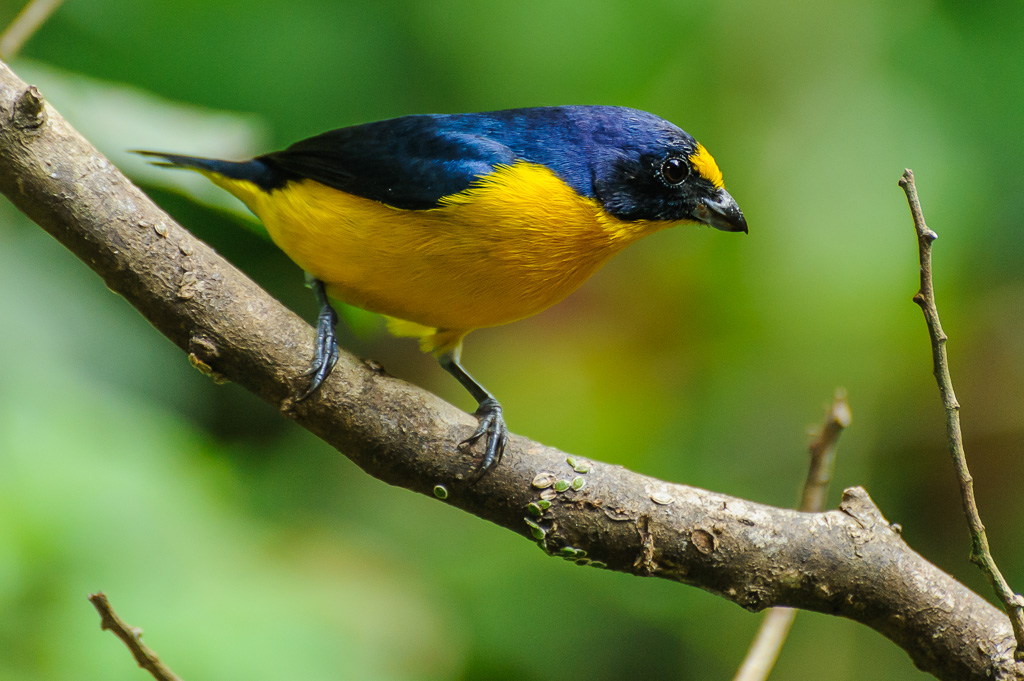 Schwalbenorganist - Costa Rica
Euphonia hirundinacea, Tanagers, Tangare, Thraupidae, Yellow-throated Euphonia