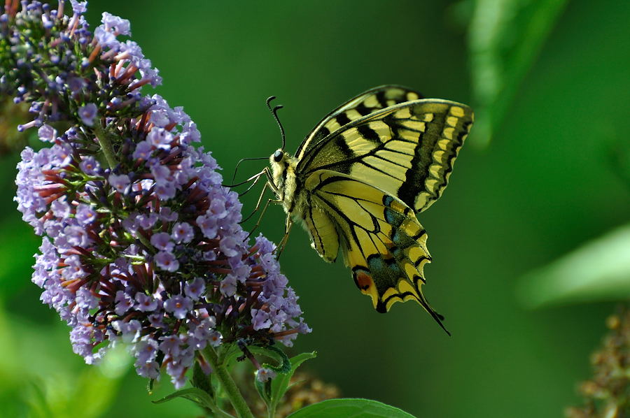 Schwalbenschwanz - Papilio machaon