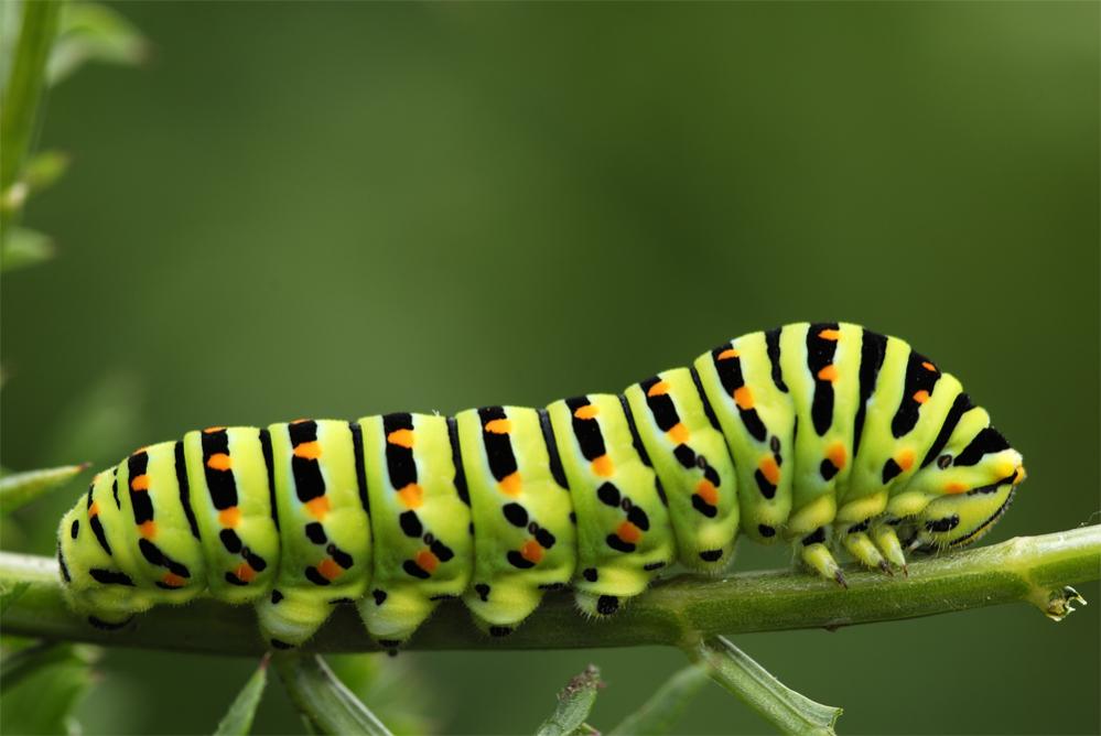Schwalbenschwanz   Raupe